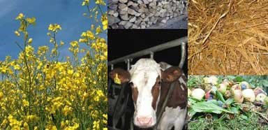 Tanta energia ottenuta dagli scarti del settore agroalimentare e dal legno di scarto.